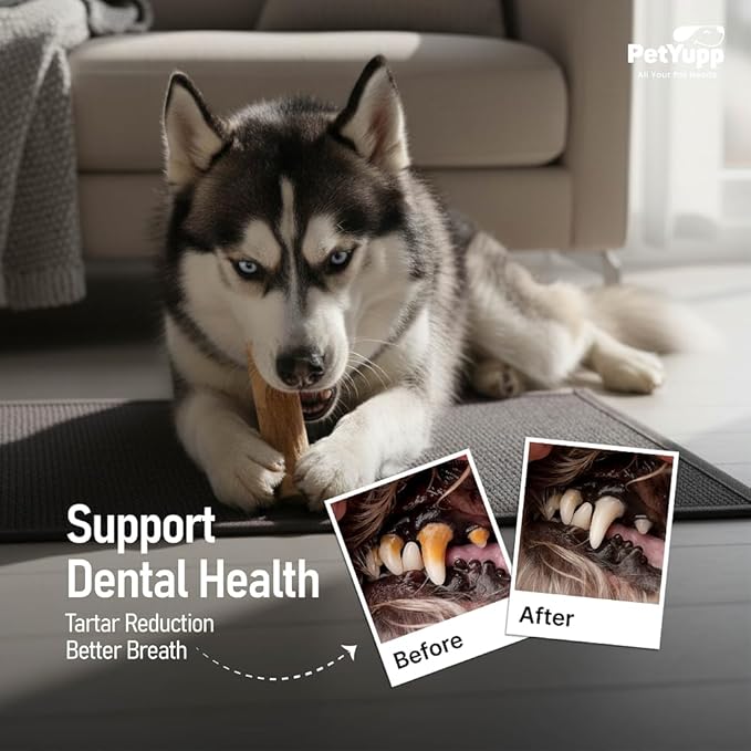 Natural Coffee Wood Dog Chew Medium, 2 Count - Promotes Dental Health, Reduces Tartar & Chewing Exercise for Aggressive Chewers, Small, Medium & Large Dogs - Safe Chew Toy for Puppy