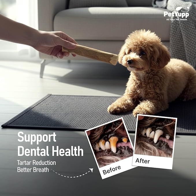 Natural Coffee Wood Dog Chew Small, 2 Count - Promotes Dental Health, Reduces Tartar & Chewing Exercise for Aggressive Chewers, Small, Medium & Large Dogs - Safe Chew Toy for Puppy