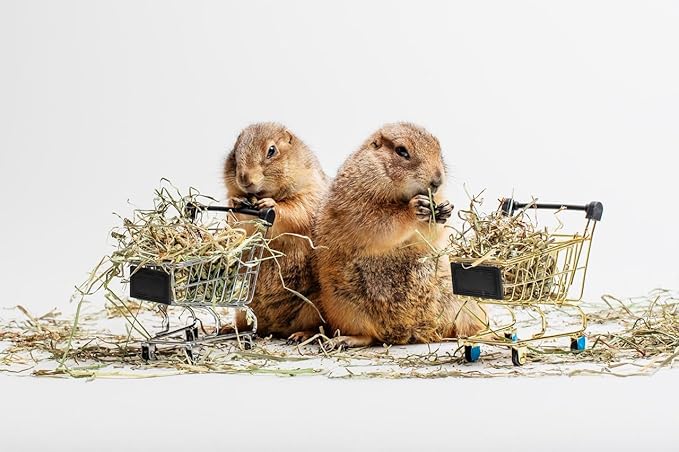 SimplyHay Bermuda Hay – High-Fiber, Low-Calcium Coastal Grass for Rabbits, Guinea Pigs & Small Pets – All-Natural, Hand-Packed, Timothy-Allergy Friendly (24 oz)