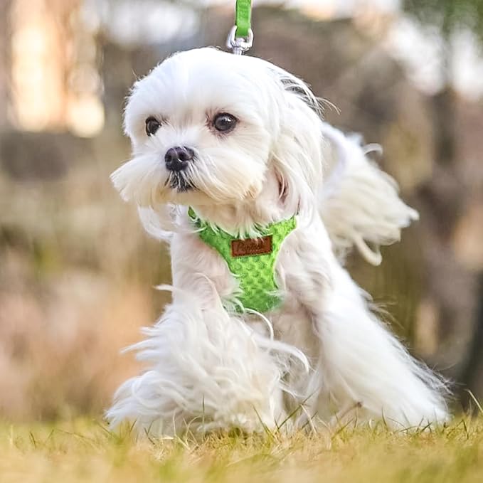 PUPTECK Dog Harness and Leash Set Small Sized, Step-in Cute Puppy Harness, Soft Lightweight Padded Vest, Escape Proof No Pull Pet Harnesses Easy for Walking, Green, XXS