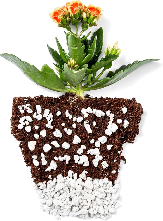 Coco Bliss 650gm Bricks (5-Pack) + Perlite Bliss (8 Qts) - Coco Coir Bricks & Organic Perlite for Plants - Coco Coir Perlite Mix - Organic Coco Coir for Plants - Coconut Coir Bulk Potting Soil Mix