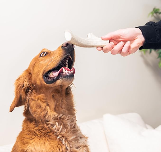 Good Trouble Premium Deer Antlers for Large Dogs – 2 Whole Antlers Pets - North American Sourced for Dental Health & Anxiety Relief - Odor-Free & Non-Toxic Chew Bone for Dogs