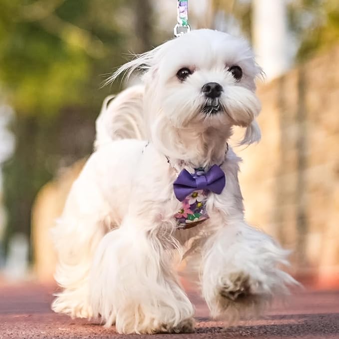 PUPTECK Dog Harness and Leash Set Small Sized, Step-in Cute Puppy Harness, Soft Lightweight Padded Vest, Escape Proof No Pull Pet Harnesses Easy for Walking, Flower Purple, XXS