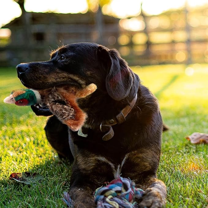 ALL FOR PAWS Dog Interactive Pheasant Toys, Squeaky Dog Toys, Stuffed Animal Dog Hunting Plush Toy, Large