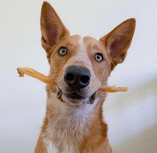 Beef Tendons for Dogs. USA Made, Grass Fed, All Natural Dental Chews. Grain Free, Odor Free (8 OZ)