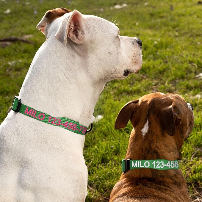 Pawtitas Personalized Dog Collar Small Dog Collar Embroider with Name Phone Number Puppy Collar Adjustable Customized Collar for Small Dogs Breeds Puppy Green Dog Collar