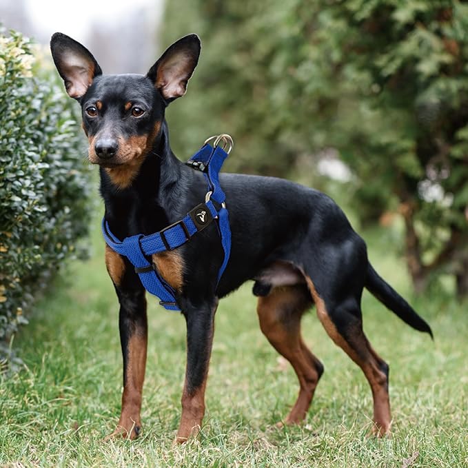 Kruz No Pull Dog Harness (Chest 21”-30”, Weight 22-53 lbs) Heavy-Duty Pet Harness for Medium Breeds, Ultra-Comfort Fit, Lifetime Durability, Adjustable Dog Harness No Pull Design (Blue, Medium)