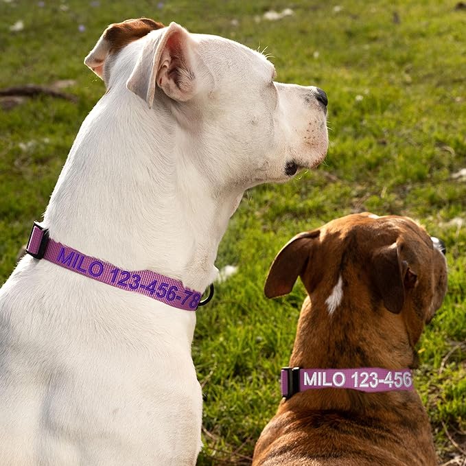 Pawtitas Personalized Dog Collar Medium Dog Collar Embroider with Name Phone Number Puppy Collar Adjustable Customized Collar for Medium Dogs Breeds Puppy Purple Dog Collar