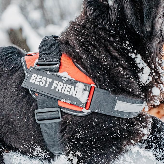 Personalized No-Pull Dog Harness with Name Patch, Adjustable, Reflective, Padded, Heavy Duty Pet Vest to Prevent Tugging, Pulling, or Choking, Training and Walking, Black, M