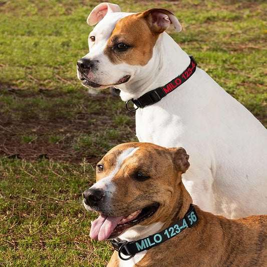 Pawtitas Personalized Dog Collar Medium Dog Collar Embroider with Name Phone Number Puppy Collar Adjustable Customized Collar for Medium Dogs Breeds Puppy Black Dog Collar