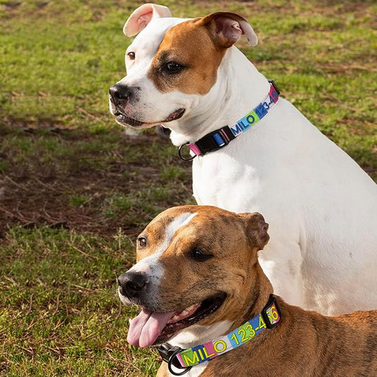 Pawtitas Personalized Dog Collar Medium Dog Collar Embroider Name Phone Number Puppy Collar Adjustable Customized Collar for Medium Dogs Breeds Multicolor Dog Collar