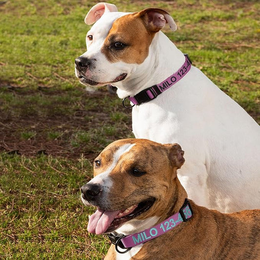 Pawtitas Personalized Dog Collar Medium Dog Collar Embroider with Name Phone Number Puppy Collar Adjustable Customized Collar for Medium Dogs Breeds Puppy Purple Dog Collar