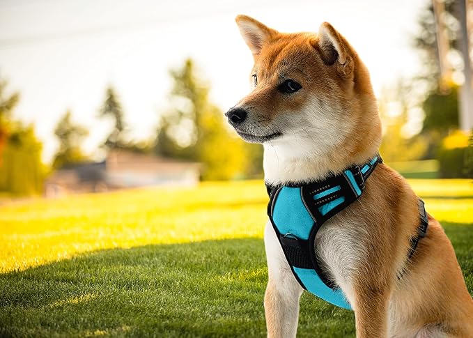 Ziggy Pet Dog Harness Adjustable Nylon Mesh Vest with Leash Clips (Blue, Large)
