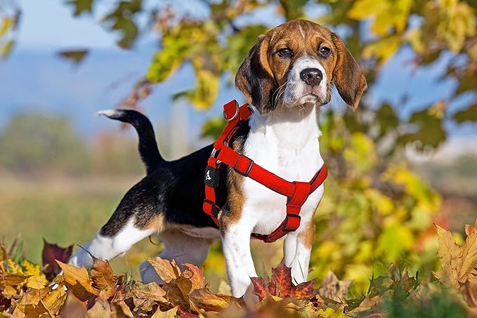 Kruz No Pull Dog Harness (Chest 26”-38”, Weight 44-88 lbs) Heavy-Duty Pet Harness for Large Breeds, Ultra-Comfort Fit, Lifetime Durability, Adjustable Dog Harness No Pull Design (Black, Large)