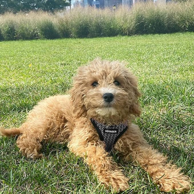 Voyager Step-in Air All Weather Mesh Harness and Reflective Dog 5 ft Leash Combo with Neoprene Handle, for Small, Medium and Large Breed Puppies by Best Pet Supplies - Gray (2-Tone), L