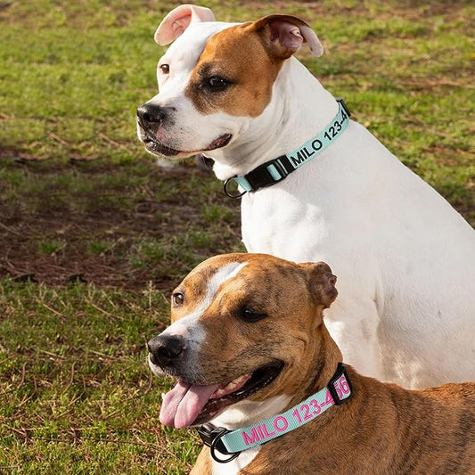 Pawtitas Personalized Dog Collar Medium Dog Collar Embroider with Name Phone Number Puppy Collar Adjustable Customized Collar for Medium Dogs Breeds Puppy Teal Dog Collar