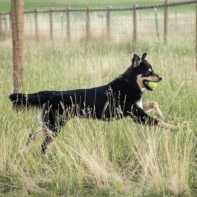 InClover Connectin Natural Hip & Joint Supplement for Dogs with Glucosamine, Chondroitin & Hyaluronic Acid - Powder for Dog Mobility, Comfort & Active Lifestyle Support, 23oz