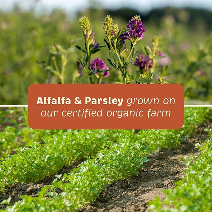 Spirited Paw Health + Vitality for Dogs - Pet Supplement for Immune System, Coat, Liver Health & More - Dog Multifunctional Support with Choline, Calcium, Zinc, & Vitamins D and A - 90 Chewable Wafers