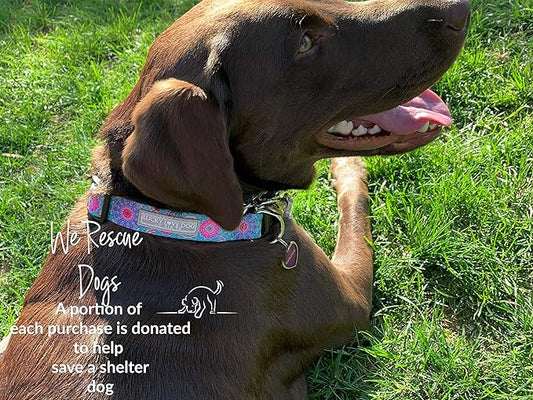 Lucky Love Dog, Boho Chic Matching Dog Collar and Leash Set, Vivid Pink and Turquoise Collar and Leash for Dogs, Soft, Adjustable, Safe for Training and Walking - (Small, Clara Combo)