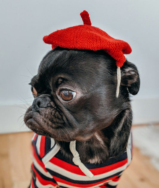 Dog Fashion & Accessories: Where Style Meets Comfort and Safety
