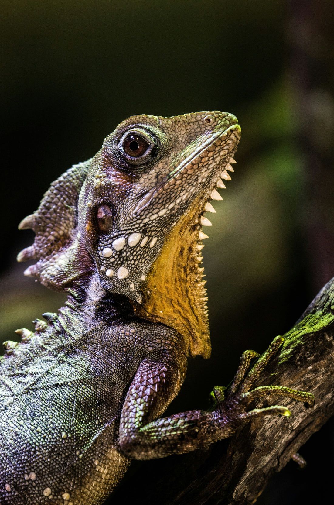 Reptile Care Guide: Temperature, Habitat, and Feeding Essentials