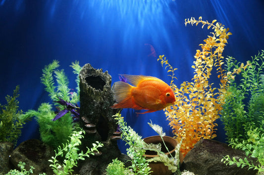 Aquarium & Fish Care Essentials