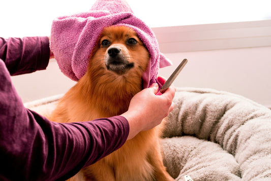 Dog Grooming & Hygiene: Building Healthy Habits Through Everyday Care
