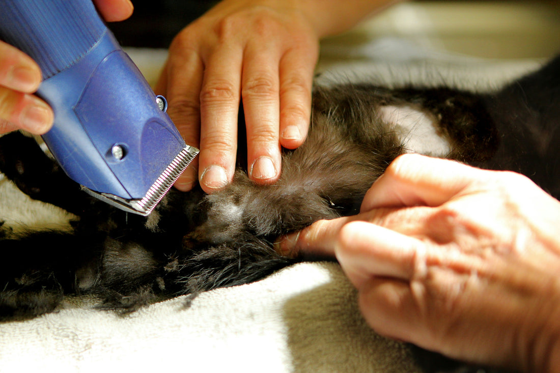 Beyond the Brush: Why Quality Grooming is Essential for Pet Health