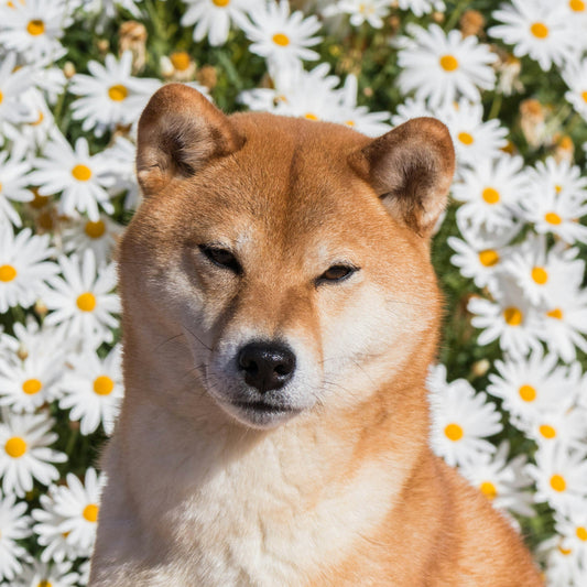 Dogs with Allergies: Smart Product Choices for Better Health and Comfort