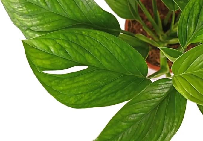 GARDENERA Monstera Pinnatipartita Plant Potting Mix - Enhances Drainage and Prevents Root Rot - 5 Quart