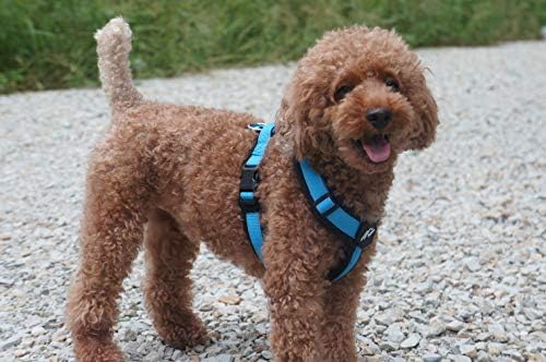 [白山:Hakusan] Zero Dog Harness Basic Type, Safe - No chocking/Hard to Disconnect, Great fit - Easy Put on and Off/Adjustable, Reflector, M - Medium Dog, Two-Tone Black×Turquoise