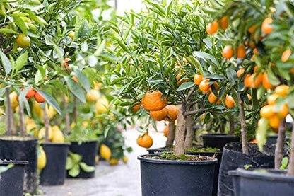 GARDENERA Citrus Tree Potting Soil Mix - 20 Quart - Special Blend for Indoor Oranges, Lemons, Limes and More - (4 Bags of 5 Quart)