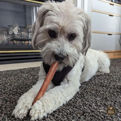 Bully Bunches Premium 6 Inch Thick Odor-Free Bully Sticks for Small & Medium Dogs - Long Lasting Chews for Oral Care- All Natural & Single Ingredient, 100% Beef Dog Treat, Rawhide Free (20 Pk)