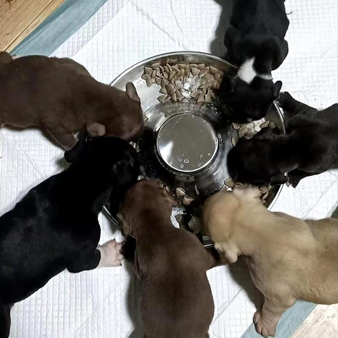 2 Pack Stainless Steel Puppy Bowls, Small Dog Bowls for Food and Water, Puppy Slow Feeder Whelping Weaning Dishes for Multiple Puppies Kittens Supplies