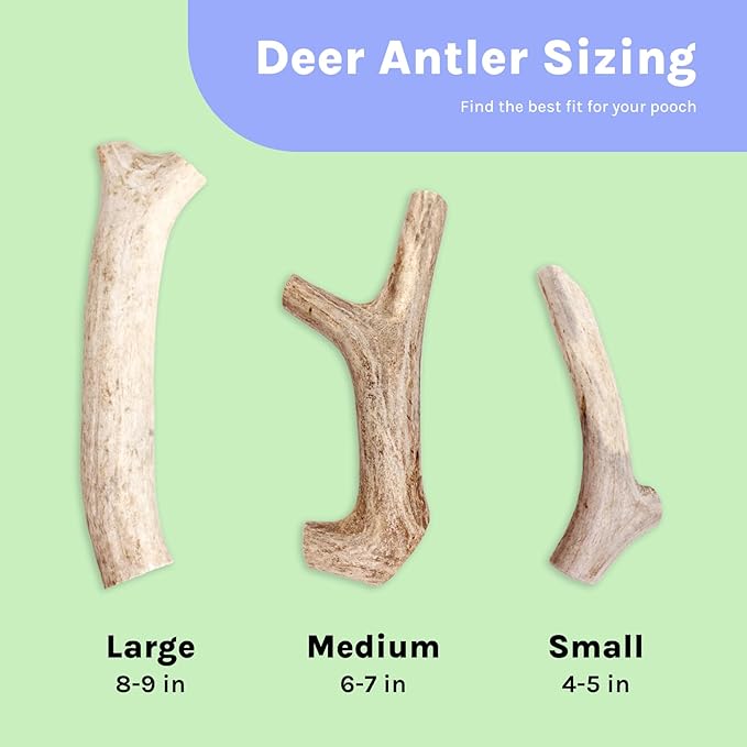 Good Trouble Premium Deer Antlers for Small Dogs – 2 Whole Antlers Pets - North American Sourced for Dental Health & Anxiety Relief - Odor-Free & Non-Toxic Chew Bone for Dogs