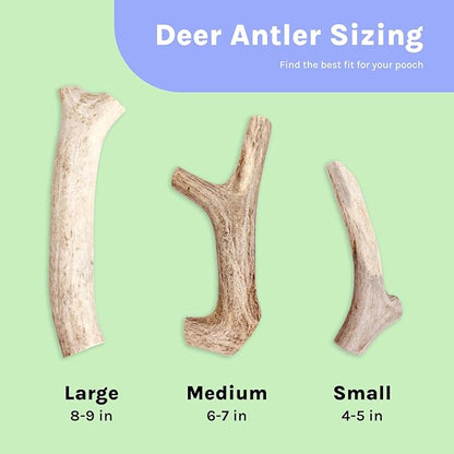 Good Trouble Premium Deer Antlers for Small Dogs – 2 Whole Antlers Pets - North American Sourced for Dental Health & Anxiety Relief - Odor-Free & Non-Toxic Chew Bone for Dogs