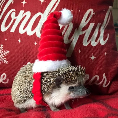 Guinea Pig Santa Hat,Kitten Bunny Hamster Chinchilla Hedgehog Ferrets Squirrel Christmas Hat Stripe Santa Claus Cap Party Hat for Small Animals (X-Small)