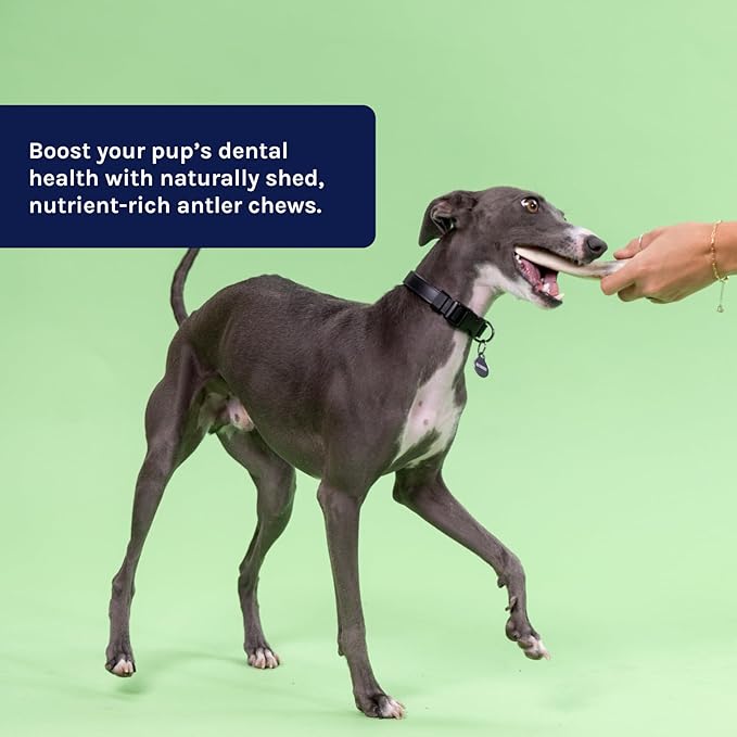 Good Trouble Premium Deer Antlers for Large Dogs – 1 Whole Antler Pets - North American Sourced Deer Antlers for Dental Health & Anxiety Relief - Odor-Free & Non-Toxic Chew Bone for Dogs