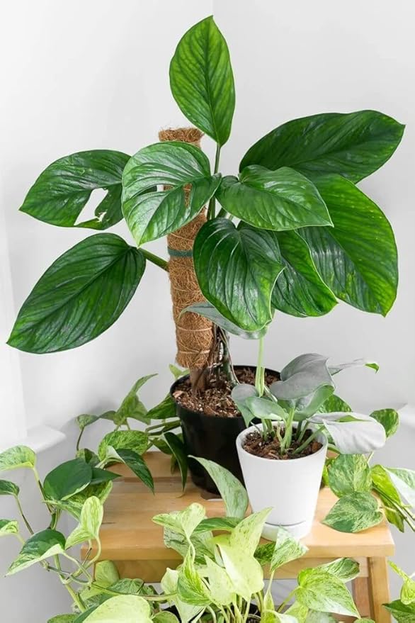GARDENERA Monstera Pinnatipartita Plant Potting Mix - Enhances Drainage and Prevents Root Rot - 5 Quart