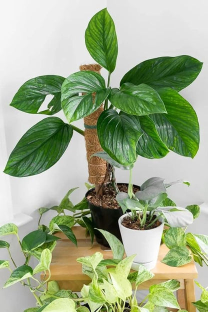 GARDENERA Monstera Pinnatipartita Plant Potting Mix - Enhances Drainage and Prevents Root Rot - 5 Quart
