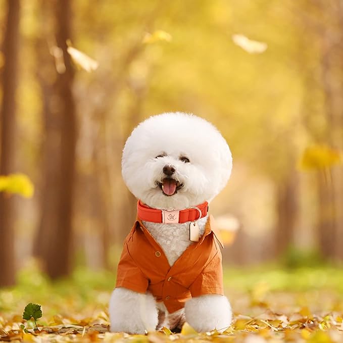 Elegant little tail Leather Dog Collar and Leash, Girl or Boy Durable Pet Collar, Fall Dog Collar Adjustable Dog Collars for Large Dogs