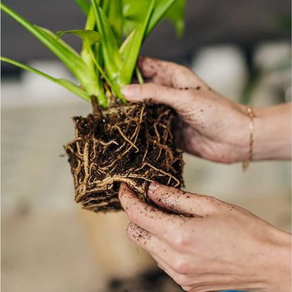 Organic Sphagnum Peat Moss, Added to Soil and Enriches Plant Roots, Gardening Soil Amendment and Carnivorous Plant Soil Media(2qt)