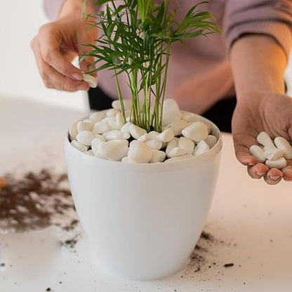 20lb White River Rocks for Landscaping, 5/8 Inch Natural Pebbles for Indoor Plants, Snow White Decorative Stones, Ideal for Fish Tank, Vases, Crafting, Home Decor and Garden Rocks