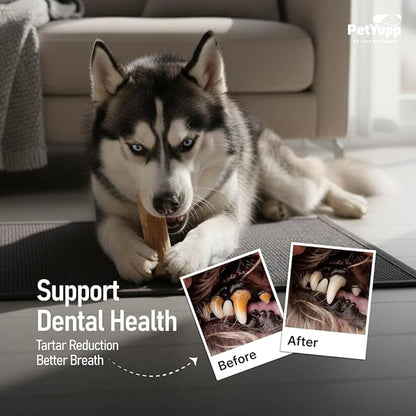 Natural Coffee Wood Dog Chew Medium, 2 Count - Promotes Dental Health, Reduces Tartar & Chewing Exercise for Aggressive Chewers, Small, Medium & Large Dogs - Safe Chew Toy for Puppy