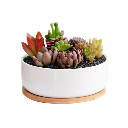 1LB Natural Gravel Pebbles, Cactus and Succulent Plants Pebbles, Small Decorative Polished Stones, Mixed Color River Rocks for Potted Plants, Vases, Aquariums, Terrarium and Outdoor Gardening