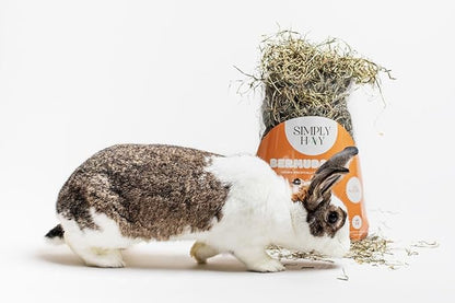 SimplyHay Bermuda Hay – High-Fiber, Low-Calcium Coastal Grass for Rabbits, Guinea Pigs & Small Pets – All-Natural, Hand-Packed, Timothy-Allergy Friendly (24 oz)