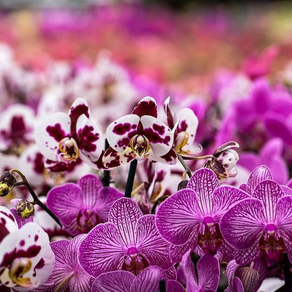 All Purpose Orchid Soil Potting Mix - Orchid Bark & Organic Perlite for Plants - All Natural Potting Soil Media Has Good Drainage for Planting or Orchid Repotting (2 qt)