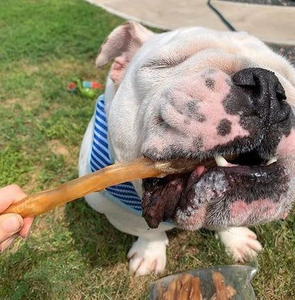 Beef Tendons for Dogs - 6-10 Inch Grass Fed Farm-Raised American Treats. All Natural Dental Chews. Grain Free Odor-Free (5 Count)