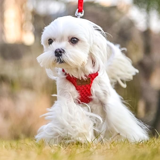 PUPTECK Dog Harness and Leash Set Small Sized, Step-in Cute Puppy Harness, Soft Lightweight Padded Vest, Escape Proof No Pull Pet Harnesses Easy for Walking, Red, XXS