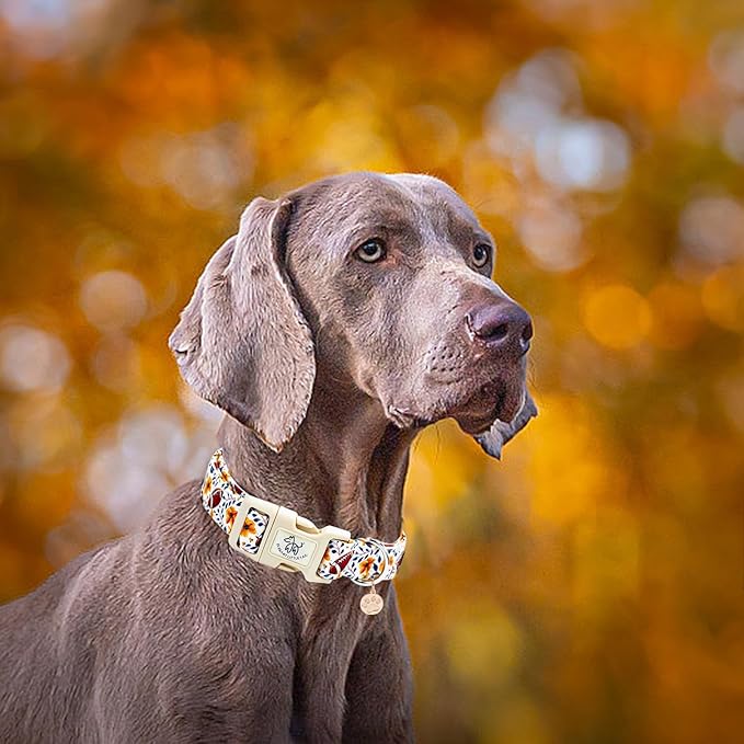 Elegant little tail Fall Dog Collar, Rugby with Flower Print Autumn Pet Collars Dog Cotton Soft Sturdy Puppy Collars Holiday Female Adjustable Collar for X-Small Dogs